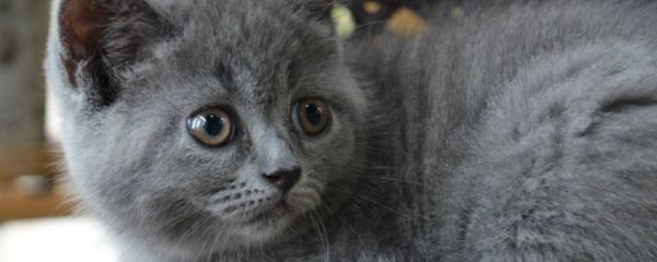 英国短毛猫寿命多长 有方法延长猫的寿命吗?
