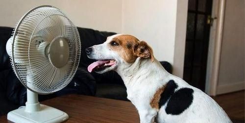 狗狗夏日应急指南（避暑小窍门，让宠物更舒适）