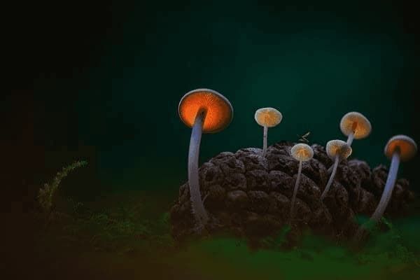宠物狗生产时要吃什么水果，宠物狗生产时要吃什么水果好