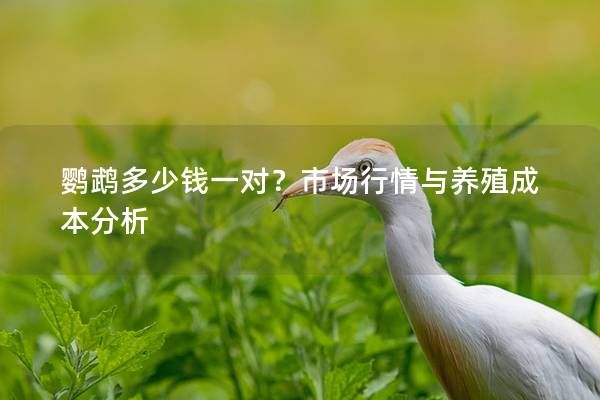 鹦鹉多少钱一对？市场行情与养殖成本分析