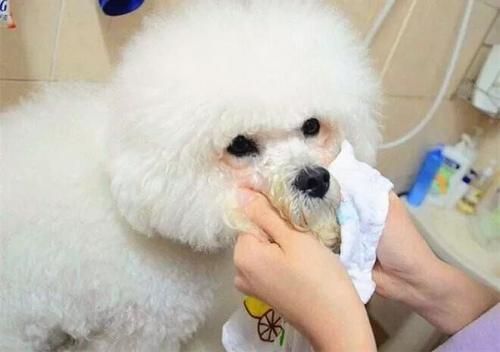 宠物泪痕处理攻略,快速清洁无痕