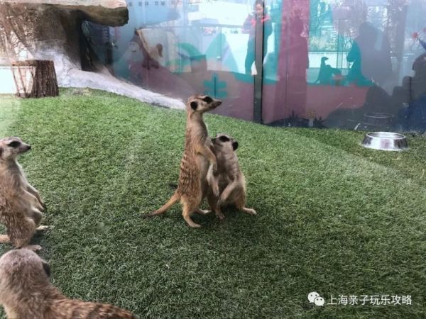 沙城室内萌宠乐园，与可爱宠物零距离接触