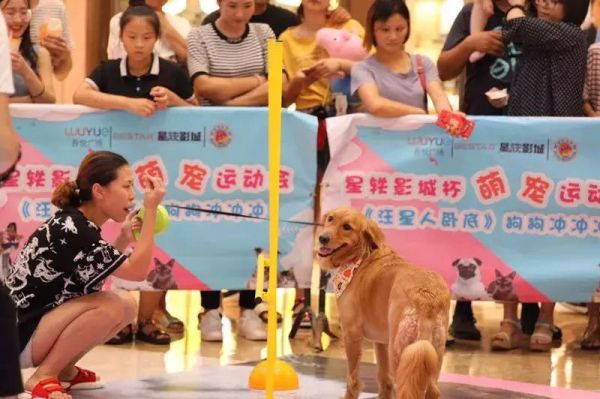 探索安庆萌宠乐园，一个充满欢乐与惊喜的宠物天堂