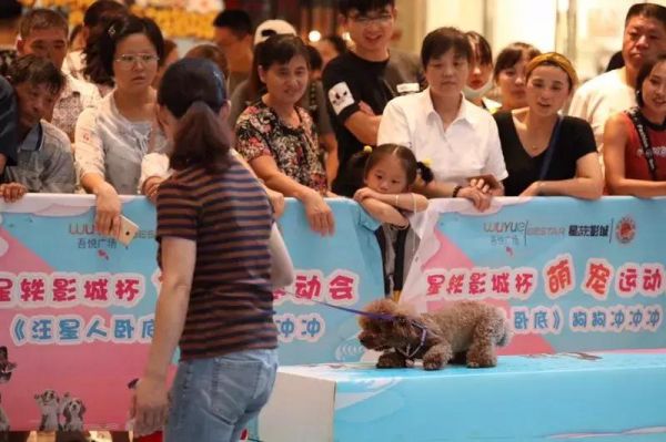 探索安庆萌宠乐园，一个充满欢乐与惊喜的宠物天堂