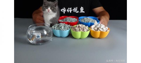 自从悟明白了这三件事，我养宠物鱼就没再死鱼，可我竟然悟了十年