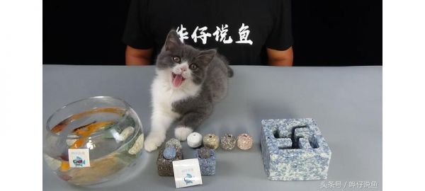 自从悟明白了这三件事，我养宠物鱼就没再死鱼，可我竟然悟了十年