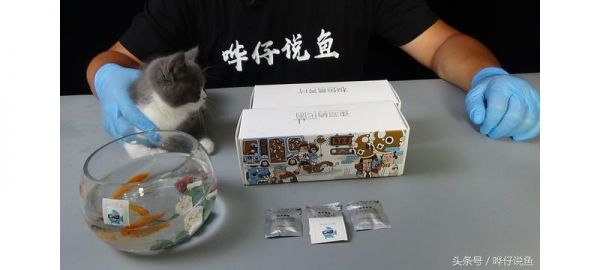自从悟明白了这三件事，我养宠物鱼就没再死鱼，可我竟然悟了十年