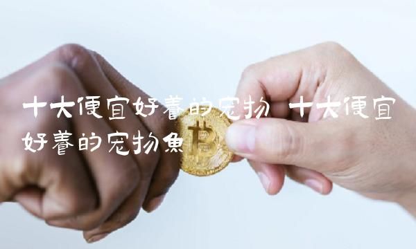 十大便宜好养的宠物 十大便宜好养的宠物鱼