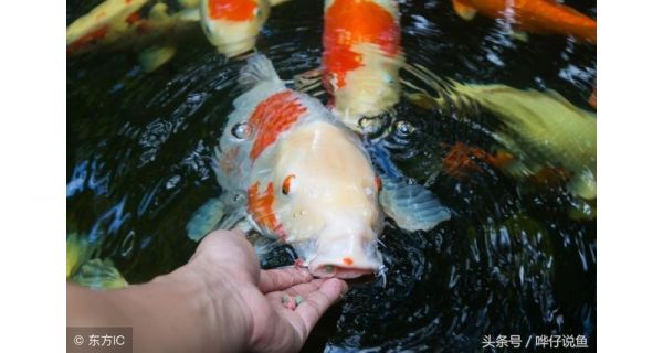 我家的宠物鱼为什么永远那么瘦？揭秘鱼缸里的小秘密系列：第一集