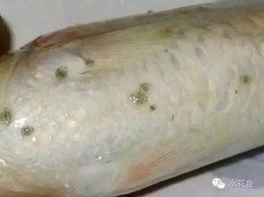宠物鱼生病怎么办?快速诊断+治疗攻略!