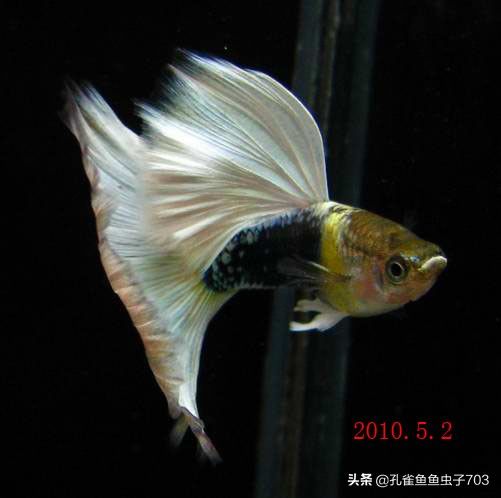 孔雀鱼常见的几种病