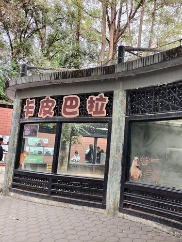 广州动物园也有卡皮巴拉啦！ 有2只 