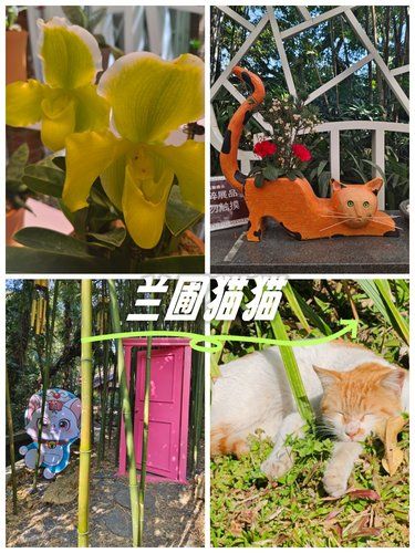 兰圃猫猫不怕人