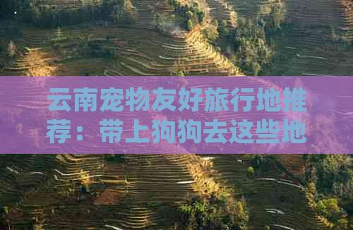 云南宠物友好旅行地推荐：带上狗狗去这些地方游玩