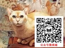 猫咪饮食禁忌与注意事项