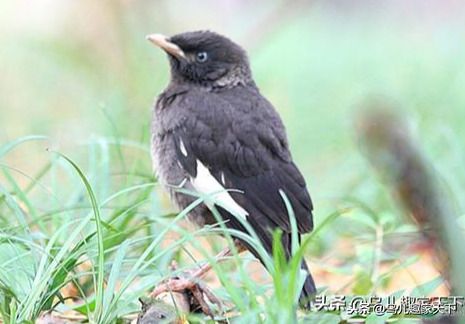 怎么教八哥学说话