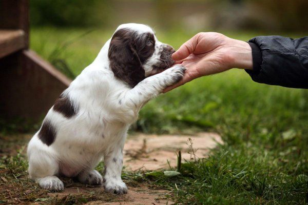 训犬的基本方法有哪些