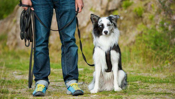 训犬的基本方法有哪些