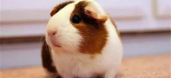 荷兰猪怎么训练听话跟人走