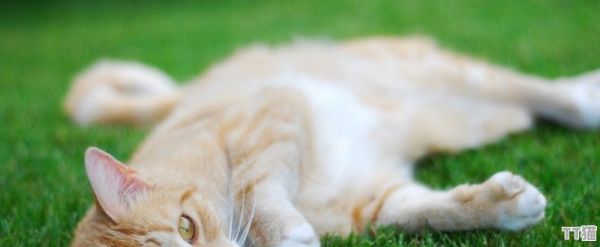 bb猪在广东是啥意思，宠物猪日常可爱 - TT猫