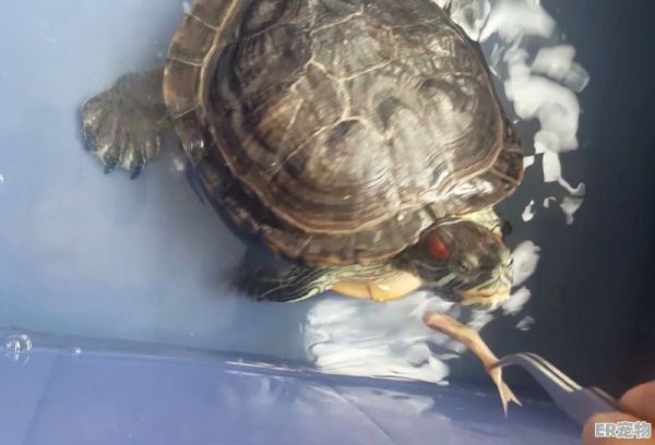 巴西乌龟如何养，宠物巴西龟训练方法