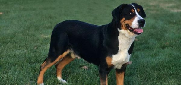 如何养护你的苏格兰猎鹿犬？（全面解析苏格兰猎鹿犬饲养技巧，让你的宠物健康快乐成长）