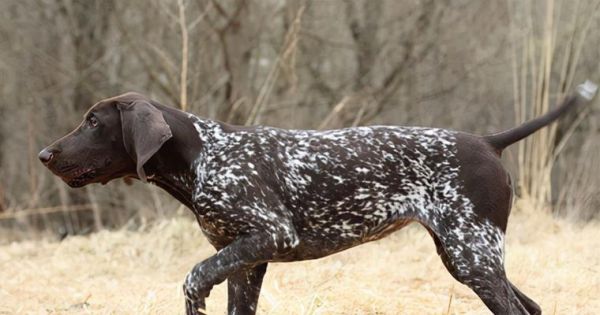 如何养护你的苏格兰猎鹿犬？（全面解析苏格兰猎鹿犬饲养技巧，让你的宠物健康快乐成长）