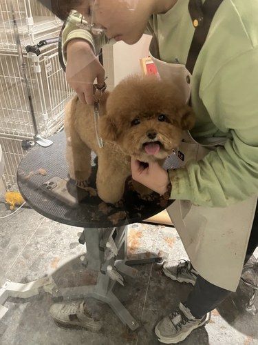 洗个澡变身可爱狗狗
