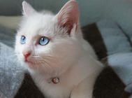养猫需满足猫咪每日营养需求