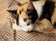 鱼油对猫咪的好处