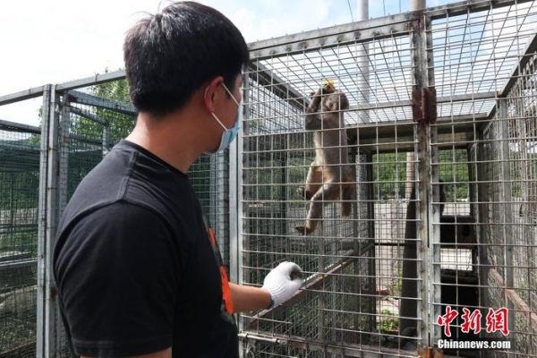 一段录好的鸟鸣声，吴剑锋听了几遍后，便确定了鸟的种类。“闻声识鸟”对于这个“90后”年轻人来说并不是难事，中国东北地区山林繁茂，数千种鸟类的啼鸣，吴剑锋都熟稔于心。现任吉林市野生动物保护协会秘书长的吴剑锋，在十年间结缘数万“新朋友”，那都是他参与救助的野生动物。图为6月7日，吉林省吉林市，吴剑锋在给猕猴喂食。 <a target='_blank' href='/'>中新社</a>记者 苍雁 摄