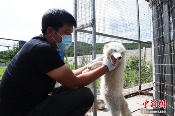 一段录好的鸟鸣声，吴剑锋听了几遍后，便确定了鸟的种类。“闻声识鸟”对于这个“90后”年轻人来说并不是难事，中国东北地区山林繁茂，数千种鸟类的啼鸣，吴剑锋都熟稔于心。现任吉林市野生动物保护协会秘书长的吴剑锋，在十年间结缘数万“新朋友”，那都是他参与救助的野生动物。图为6月7日，吉林省吉林市，吴剑锋在和受伤的北极狐玩耍。 <a target='_blank' href='/'>中新社</a>记者 苍雁 摄