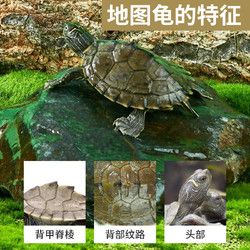 花百年 地图深水龟鱼缸混养宠物龟苗观赏龟家养水龟黑瘤招财小乌龟活物