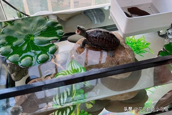 乌龟的种类，50种常见观赏龟图片附名字（每种都有自己的特色）