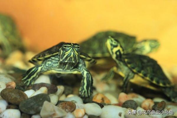 乌龟的种类，50种常见观赏龟图片附名字（每种都有自己的特色）