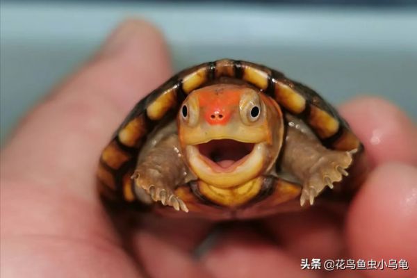 乌龟的种类，50种常见观赏龟图片附名字（每种都有自己的特色）