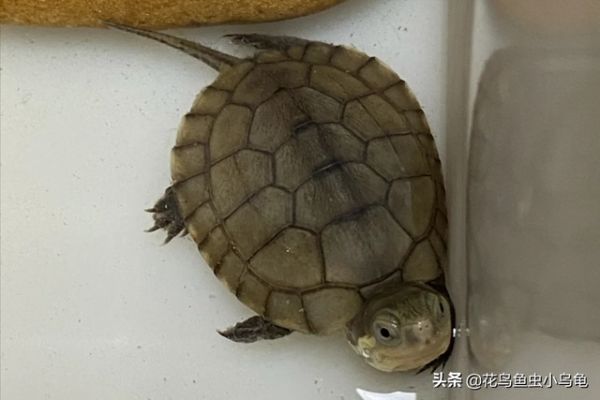 乌龟的种类，50种常见观赏龟图片附名字（每种都有自己的特色）