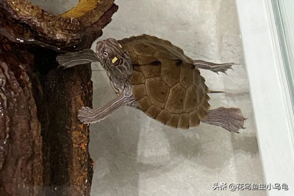 乌龟的种类，50种常见观赏龟图片附名字（每种都有自己的特色）