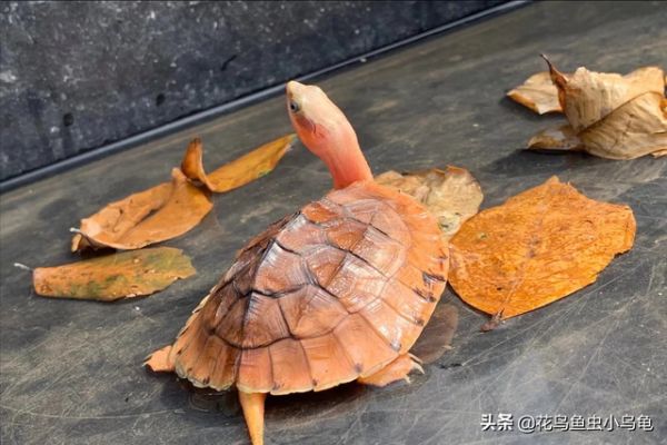 乌龟的种类，50种常见观赏龟图片附名字（每种都有自己的特色）
