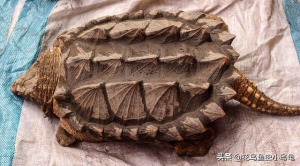 乌龟的种类，50种常见观赏龟图片附名字（每种都有自己的特色）
