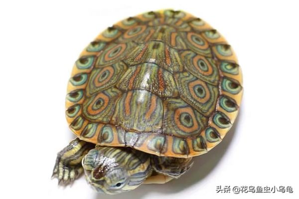 乌龟的种类，50种常见观赏龟图片附名字（每种都有自己的特色）