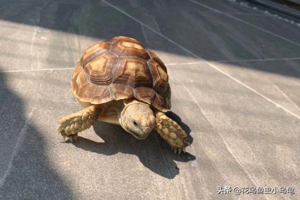 乌龟的种类，50种常见观赏龟图片附名字（每种都有自己的特色）