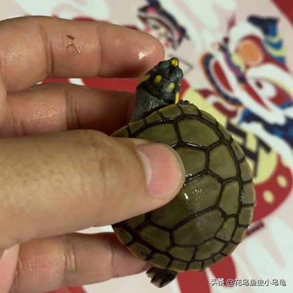 乌龟的种类，50种常见观赏龟图片附名字（每种都有自己的特色）
