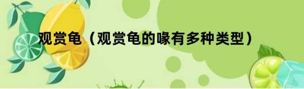 观赏龟（观赏龟的喙有多种类型）