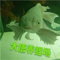 网友昵称:杭州龙鱼批发
