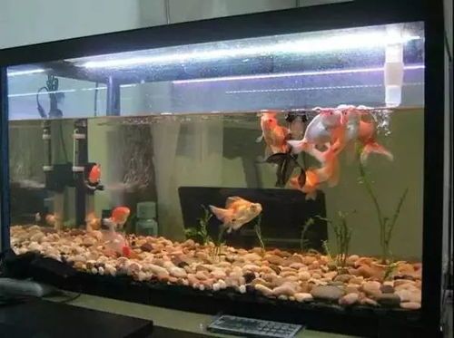 如何轻松为宠物鱼缸更换新鲜水？