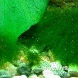 揭秘鱼缸绿藻之谜:宠物养护新手必看!