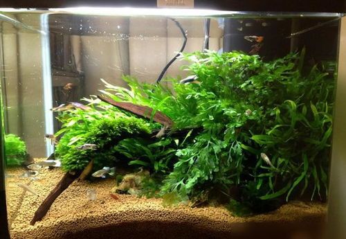 鱼缸绿植新宠：轻松种植，水族乐园必备草种