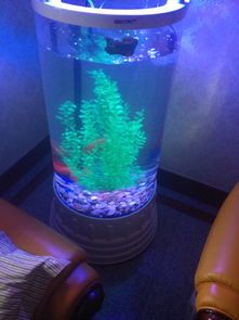 鱼缸消毒盐：宠物健康守护神，清洁与安全必备