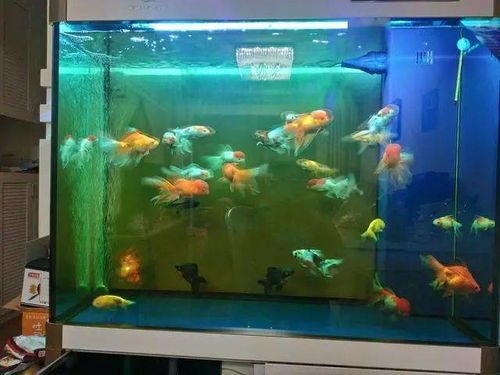 养鱼必备：打造完美鱼缸，解锁水族箱养护秘籍！
